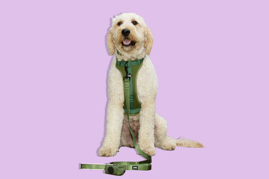 The Ultimate Walk Kit - Adjustable Harness & Gear for Every Journey