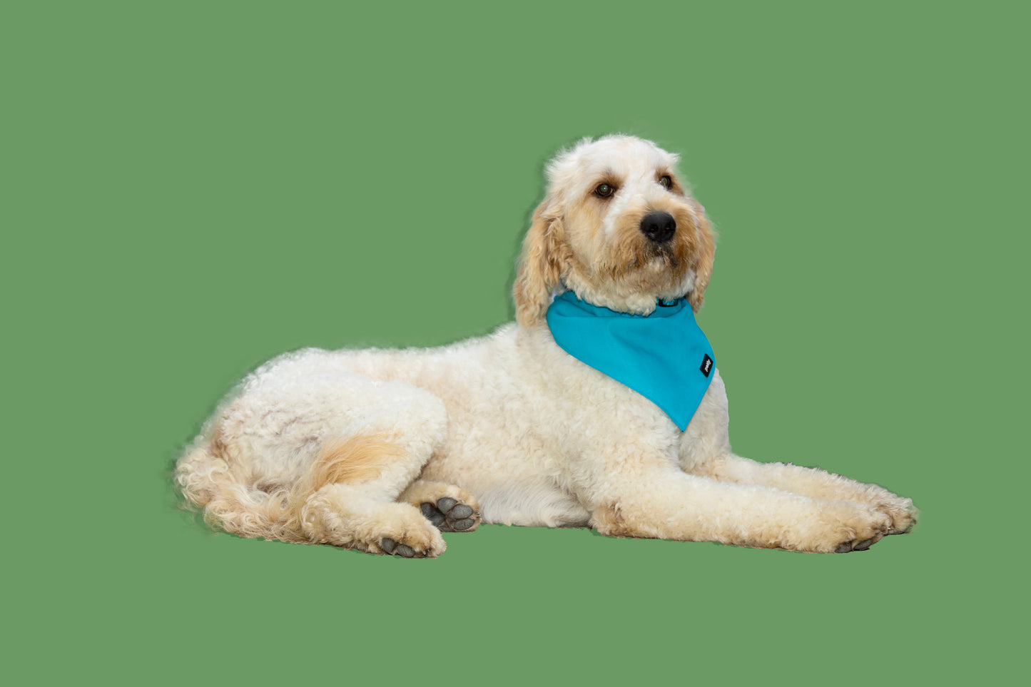 Cotton Bandana