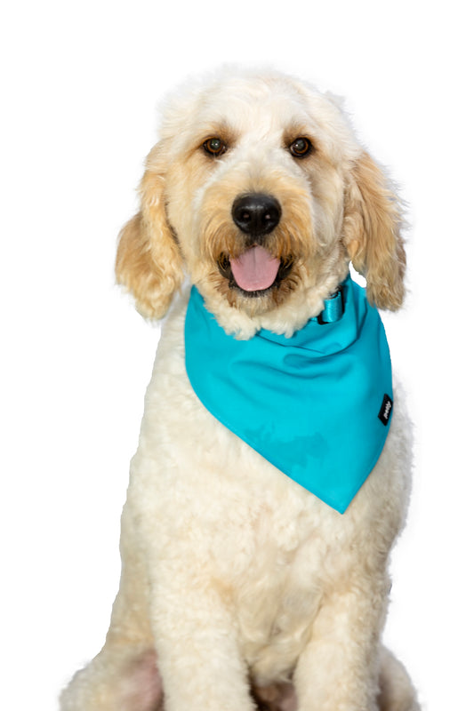 Cotton Bandana